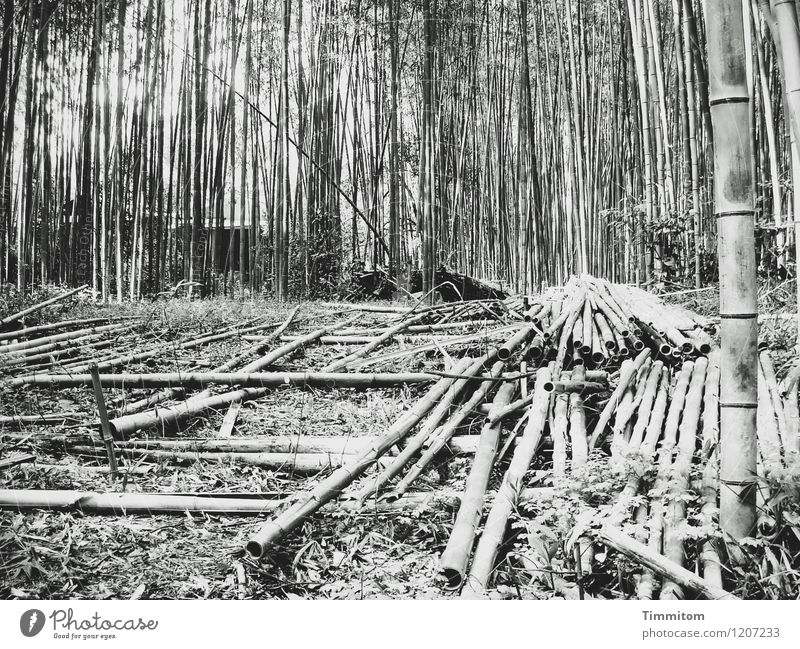 Ernte 2010. Landwirtschaft Forstwirtschaft Umwelt Natur Pflanze Bambusrohr Wald Japan liegen Wachstum ästhetisch natürlich grau schwarz Lager Schwarzweißfoto