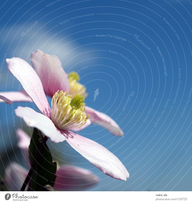 A schee Blümelche Blume Blüte Zaun rosa zart Wolken Ranke Freude Sommer Himmel blau Blütenknospen