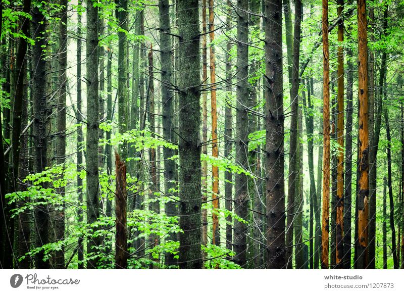 Wald in Sicht Umwelt Natur Pflanze Baum Park Spaziergang mystisch grün Waldsterben Baumstamm Baumkrone Baum fällen Erholung Erholungsgebiet Märchenwald