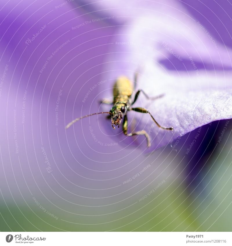 Was guckst du? Natur Tier Käfer 1 krabbeln Blick glänzend Neugier gelb violett Außenaufnahme Makroaufnahme Menschenleer Textfreiraum links Textfreiraum unten