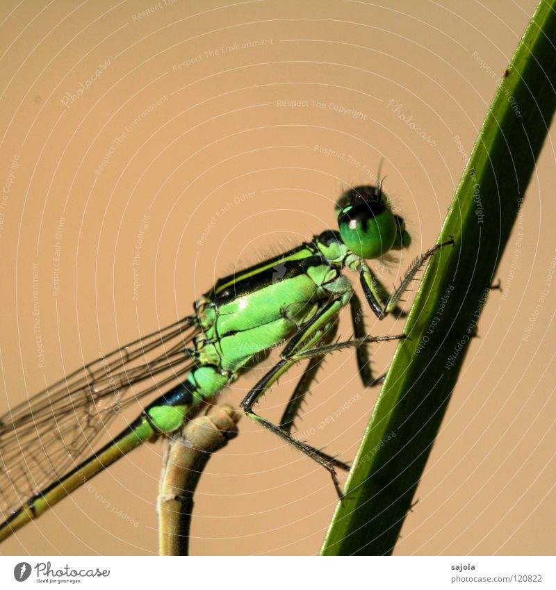kleinlibelle IV Tier Tiergesicht Flügel 1 beobachten festhalten Blick warten dünn grün Klein Libelle hellgrün Facettenauge Auge Beine Pechlibellen Asien