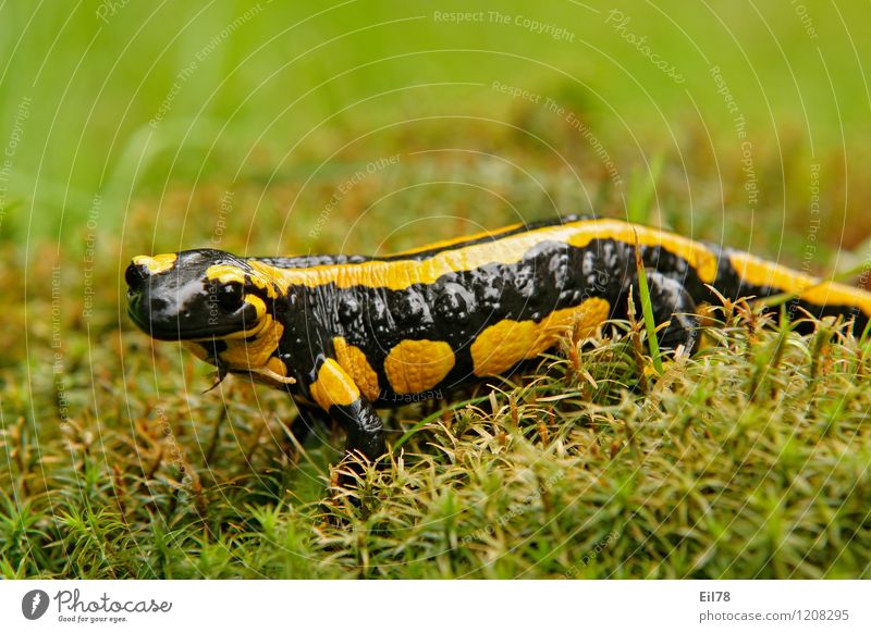 Feuersalamander Tier Wildtier 1 Umwelt Lurch Salamander schwarz gelb weibchen feminin Farbfoto Außenaufnahme Nahaufnahme Detailaufnahme Makroaufnahme