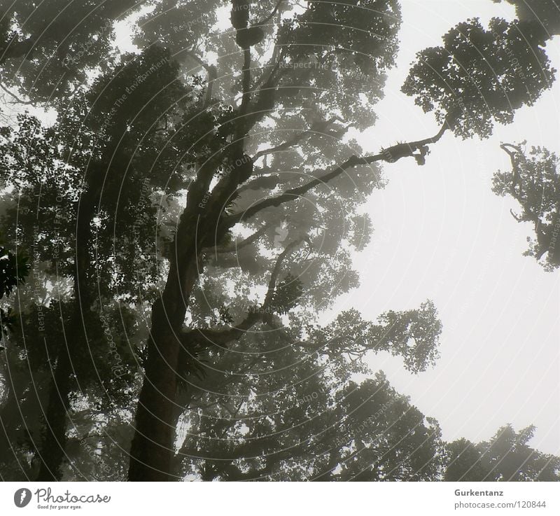 Blackwood Wald Urwald Baum Blatt Baumkrone Schwarzweißfoto Borneo Baumstamm