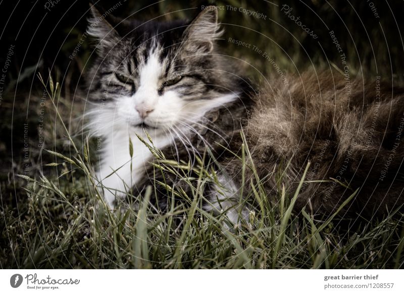 Gemütliche Katze Tier Haustier Tiergesicht Fell 1 Erholung liegen schlafen elegant natürlich braun grün Müdigkeit Erschöpfung Pause Wiese Gras Auge Farbfoto