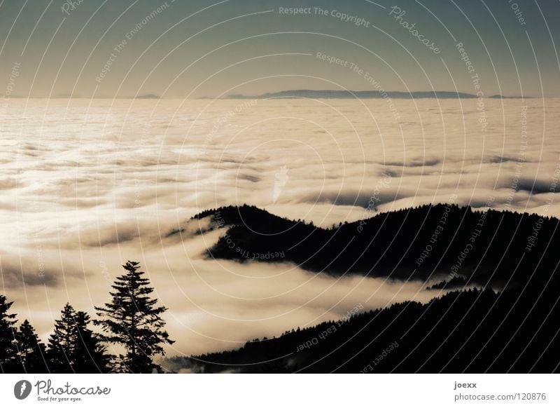 Wattemeer Baum Erholung Ferne Fernweh Schwarzwald Hügel Landschaft Nebel Tanne über den Wolken Ferien & Urlaub & Reisen Wald Aussicht Wolkendecke Himmel