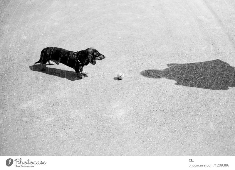 erwartungshaltung Freizeit & Hobby Spielen Mensch 1 Schönes Wetter Tier Haustier Hund Dackel Ball warten Neugier niedlich Freude Tierliebe geduldig