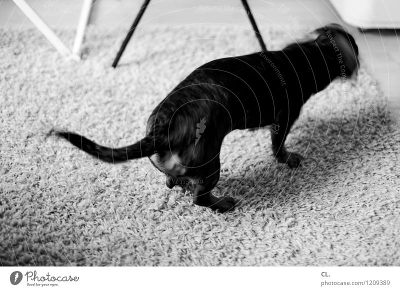 wackeldackel Häusliches Leben Wohnung Raum Tier Haustier Hund Dackel 1 Teppich Bewegung lustig Schwarzweißfoto Innenaufnahme Menschenleer Tag