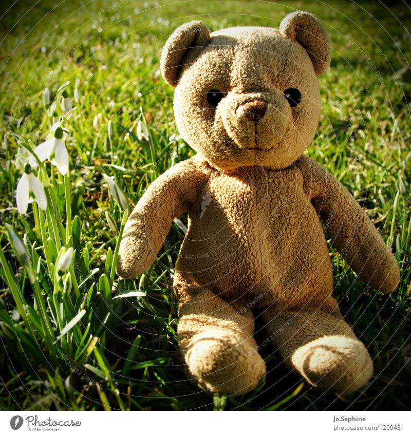 Blund entdeckt den Frühling Teddy Teddybär Stofftiere Kuscheltier Spielzeug Schneeglöckchen Frühlingstag Frühlingsgefühle Frühblüher Frühlingsblume Sonnenlicht
