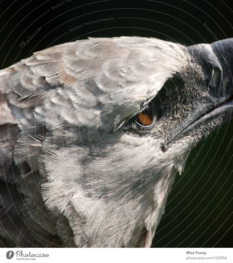 Blick in die Ferne Vogel Adler grau Tier Zoo Greifvogel Aggression Makroaufnahme Nahaufnahme Natur Sehschärfe Anmut Auge