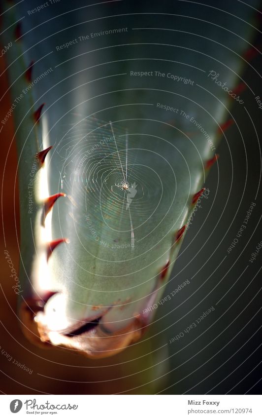 Im Detail Spinnennetz Kaktus Ekel fein winzig Makroaufnahme Nahaufnahme Wüste Stachel Pflanze Natur