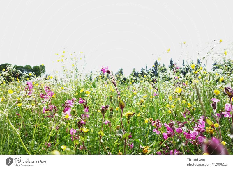 Irgendwo im Allgäu (5). Ferien & Urlaub & Reisen Umwelt Natur Landschaft Pflanze Schönes Wetter Blüte Wiese ästhetisch natürlich gelb grün violett Gefühle