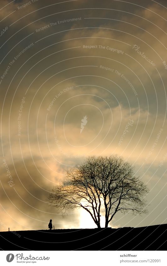 Wolkenspaziergang Silhouette Baum Zaun Spaziergang gehen Abend Dämmerung Sonnenuntergang Winter kalt Einsamkeit Naturphänomene Schwarzwald Erkenntnis Himmel