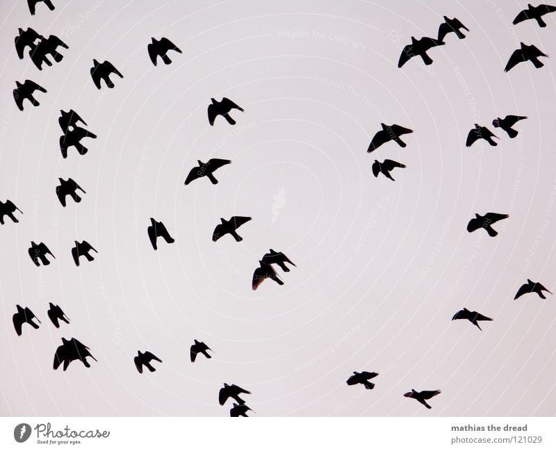 FLIEGEN MUSS SCHÖN SEIN Vogel Luft frei Geschwindigkeit Tier Zugvogel grau Schnabel schön Wolken schwarz durcheinander Hintergrundbild Schweben fliegen Flucht