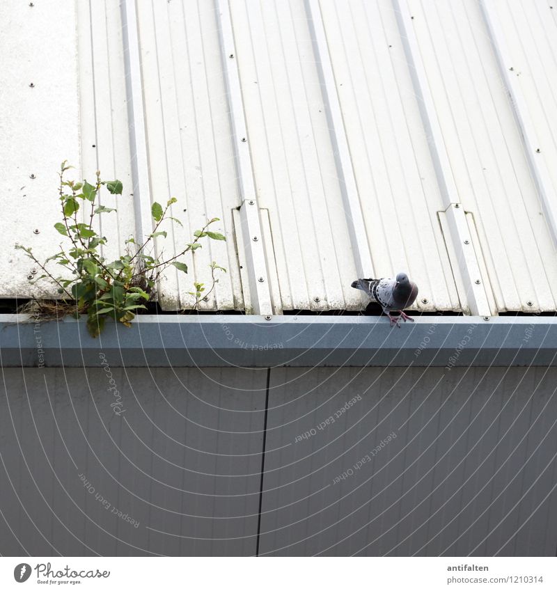 Tauben haben keine Rechte Frühling Sommer Pflanze Moos unkraut Garten Stadt Stadtrand Haus Hütte Industrieanlage Fabrik Gebäude Dach Dachrinne Blechdach