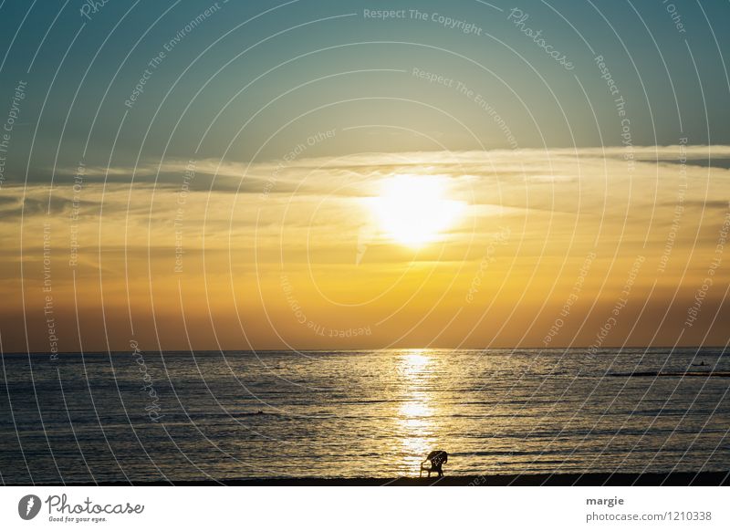 Erst Reihe, ein Sonnenuntergang am Meer Erholung ruhig Meditation Ferien & Urlaub & Reisen Tourismus Ferne Freiheit Kreuzfahrt Sommer Strand Israel Umwelt