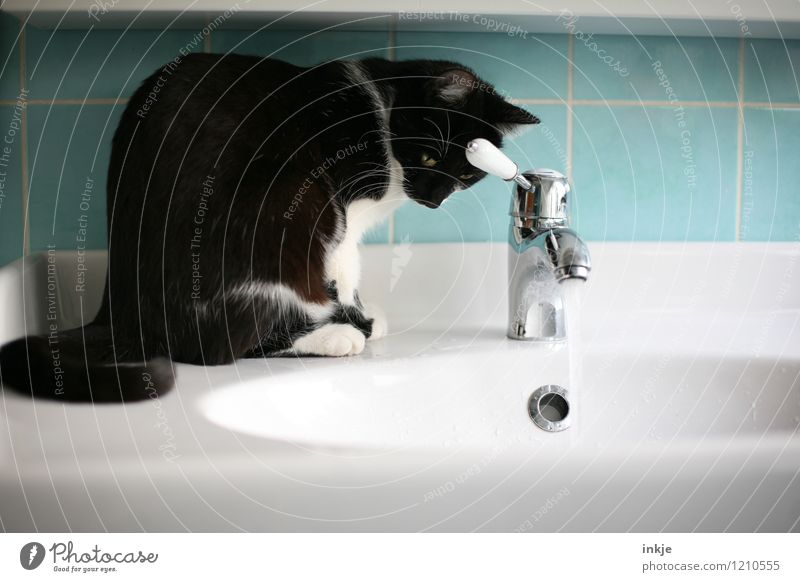 Katzenleben - aussitzen Häusliches Leben Bad Haustier 1 Tier Wasserstrahl Wasserhahn Waschbecken Waschtisch beobachten hocken Blick nass Neugier schwarz türkis