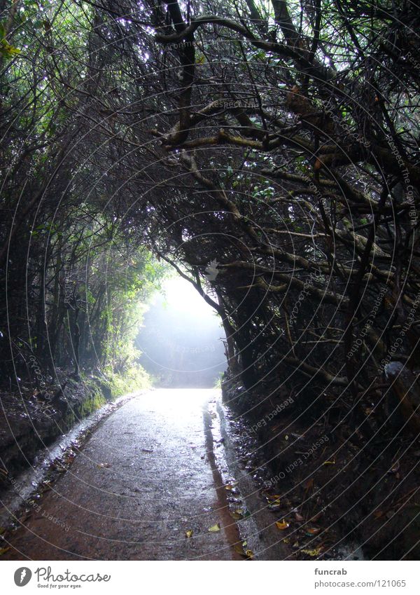 spooky path Costa Rica Poas Nationalpark Tunnel Angst Panik Südamerika volcano light at the end bewitched cloud forest