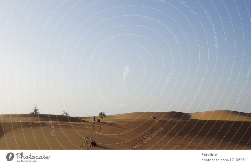 Spuren im Sand Umwelt Natur Landschaft Urelemente Sommer Pflanze Baum Wüste heiß hell Wärme Mensch Ferne Naher und Mittlerer Osten Abu Dhabi Farbfoto mehrfarbig