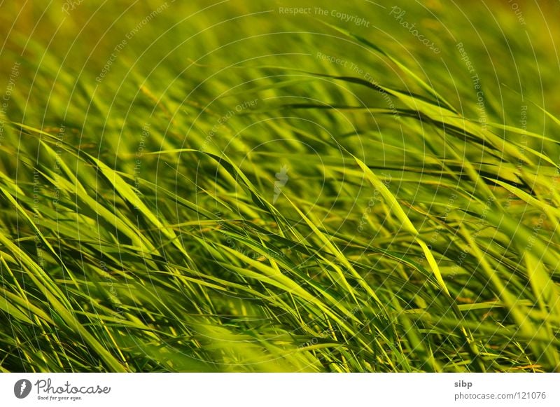 Schilf Schilfrohr grün Unschärfe Abendsonne Sommer Deutschland Bewegung Pflanze Wind Natur Nordsee