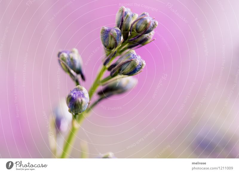 I seh violett elegant Stil Design Sommer Schönes Wetter Blume Blüte Wildpflanze Blütenknospen Blütenstiel Gartenpflanzen Blühend Erholung Lächeln leuchten