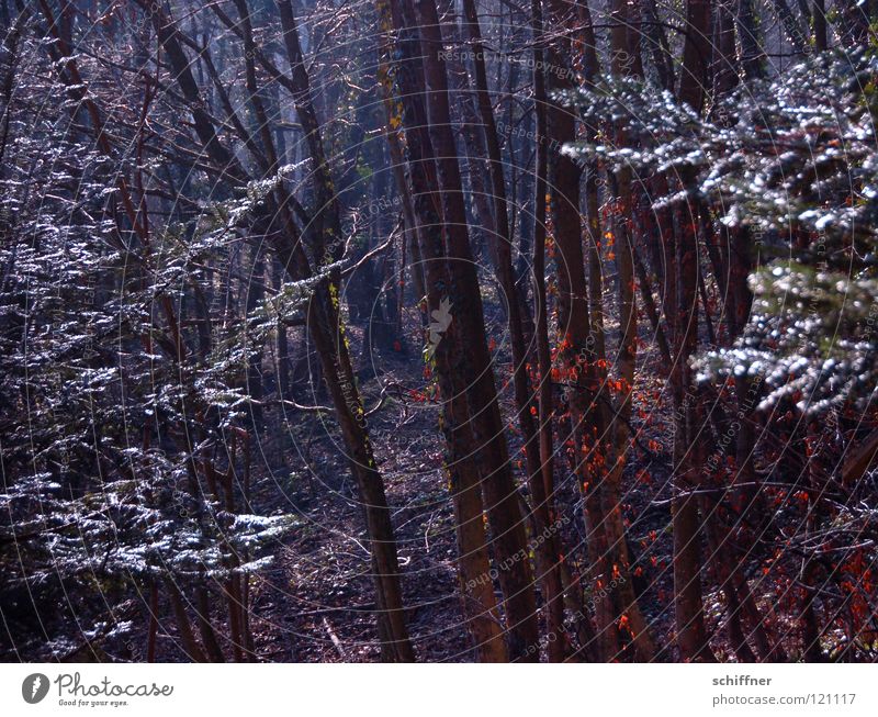 Im Dunkeln... Wald Winter Baum Holz Panik Unterholz Berghang dunkel Blatt Blätterdach wandern Dunkler Wald Baumstamm Forstwirtschaft Bannwald Angst Spaziergang