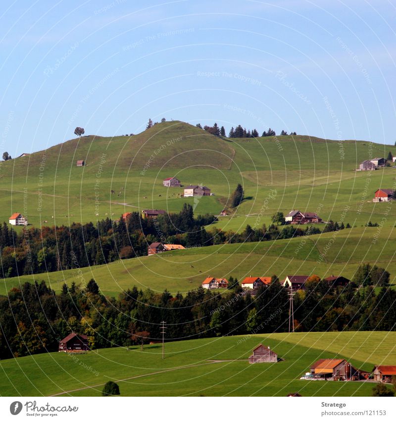quadratische Idylle Hügel Wiese Gras Baum Wald Haus Vogelperspektive Landwirtschaft Kanton Appenzell Schweiz Sommer Ferien & Urlaub & Reisen wandern Spaziergang