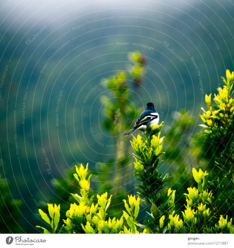 Wenn ich ein Vöglein wär... Natur Pflanze Tier Frühling Sträucher Vogel 1 gelb grau grün klein sitzen Rückansicht gefiedert schwarz weiß Farbfoto mehrfarbig