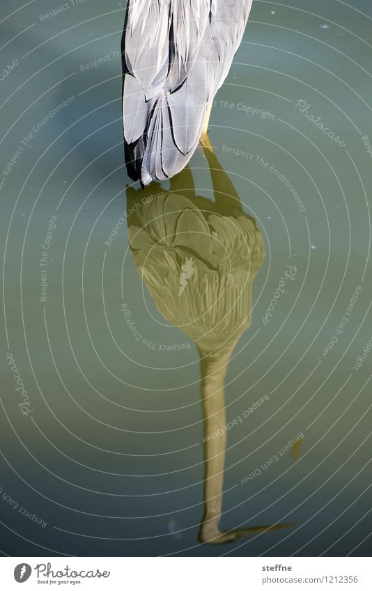 Tierisch gut: herrehieR Vogel außergewöhnlich schön Reiher Wasser Reflexion & Spiegelung See Farbfoto Außenaufnahme
