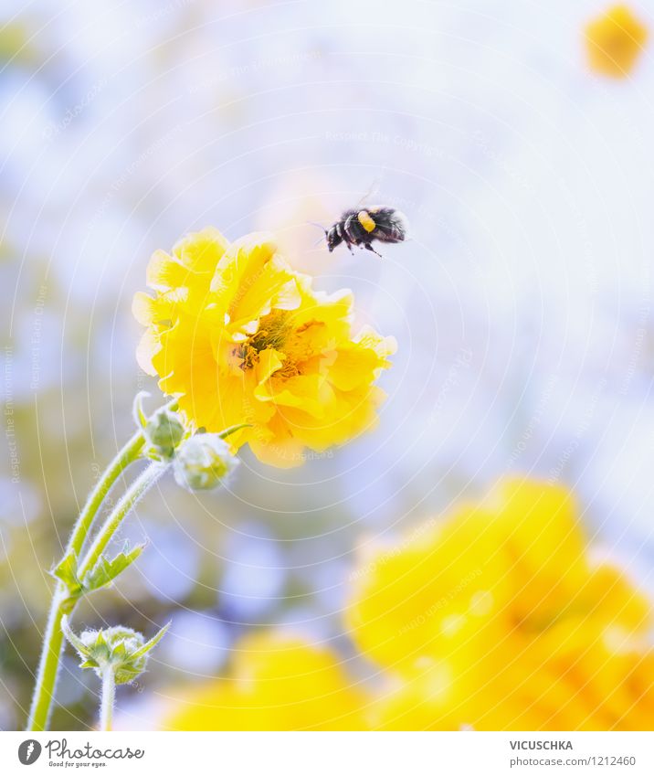Gelbe Blume und Hummel Design Sommer Garten Natur Pflanze Tier Frühling Herbst Blatt Blüte Park Wiese Biene 1 fliegen gelb Hintergrundbild Pollen Unschärfe