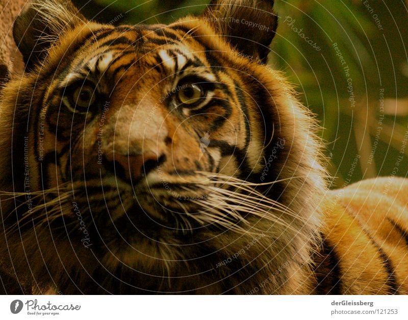 Alarmbereitschaft Tiger groß gefährlich schwer Kraft unberechenbar Geschwindigkeit Katze Raubkatze Fell Muster gelb braun Säugetier bedrohlich Blick