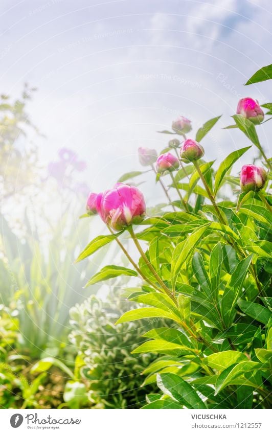 Garten mit Pfingstrosen Sommer Natur Pflanze Himmel Sonnenlicht Frühling Nebel Blume Blatt Blüte Park Oase rosa Design Stil Hintergrundbild Peony Päonien