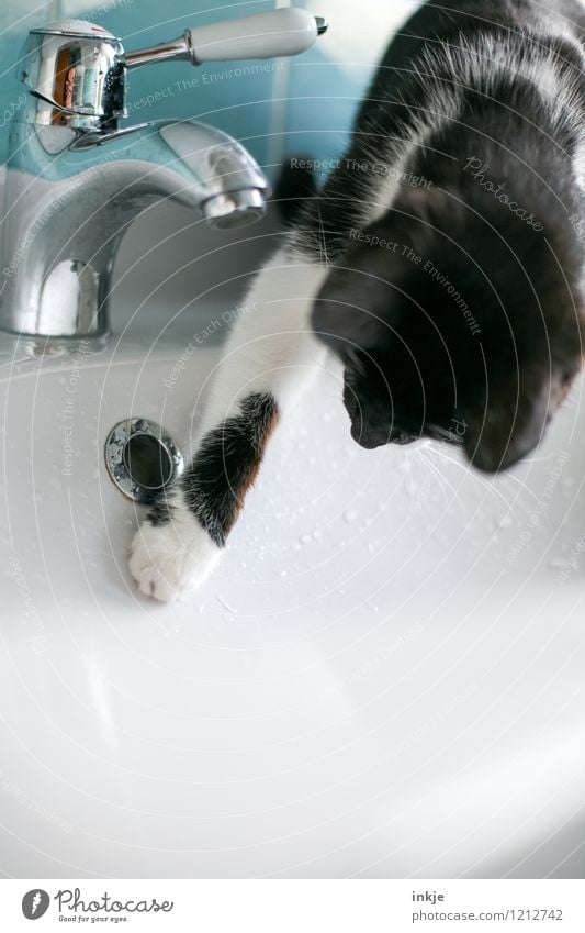 Katzenleben - tasten Lifestyle Freizeit & Hobby Häusliches Leben Bad Wasser Wassertropfen Haustier 1 Tier Tierjunges Waschbecken Waschtisch Wasserhahn