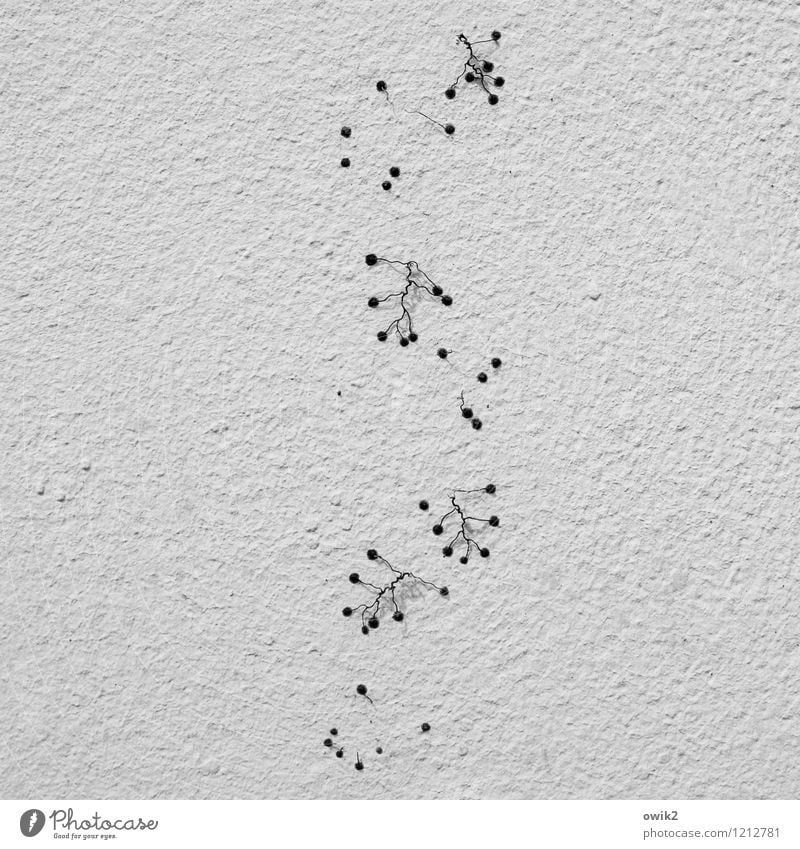 Krabbelgruppe Natur Pflanze Kletterpflanzen Rest Spuren Mauer Wand Fassade verputzt rau alt festhalten krabbeln dehydrieren klein trocken geduldig anstrengen