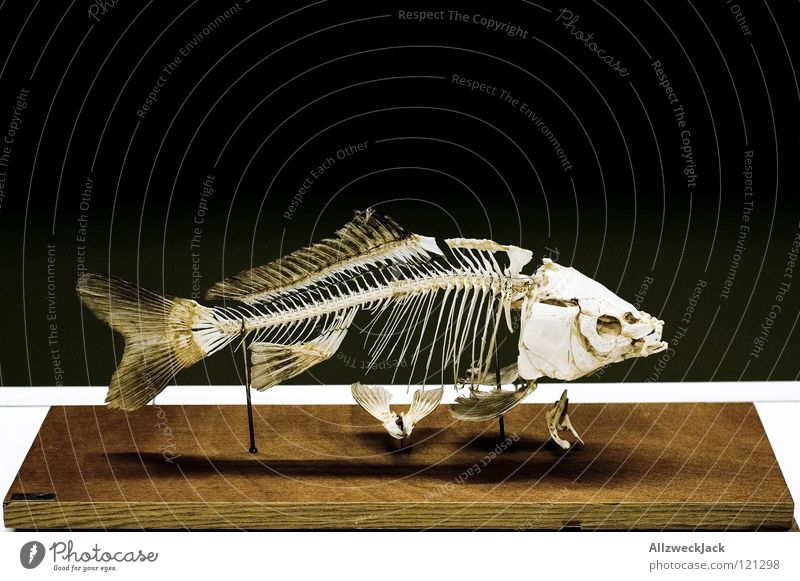 Fischgrätenmuster Skelett Fischereiwirtschaft Angeln Biologie Schulunterricht Muster alt gestellt Blick Ausstellung Bildung skelettiert Schwimmhilfe Scheune Tod