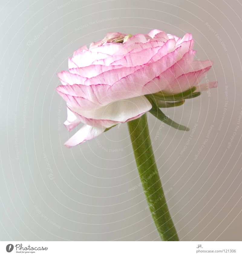 rosa ranunkel Blume Pflanze zart leicht Frühling weiß grün Blüte Trollblume hell Strukturen & Formen _jil_