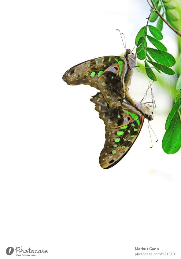 Schmetterlinge 2 weiß Hintergrundbild Insekt schön hängen grün Farbe Ecke paarweise Tierpaar