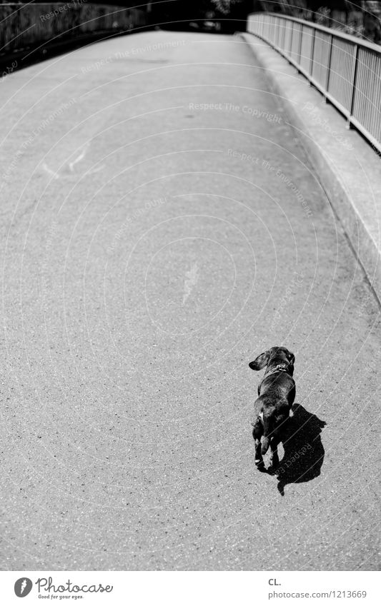 hinterherdackeln Schönes Wetter Brücke Tier Haustier Hund Dackel 1 Brückengeländer Bewegung laufen klein Tierliebe Wege & Pfade Ziel Schwarzweißfoto