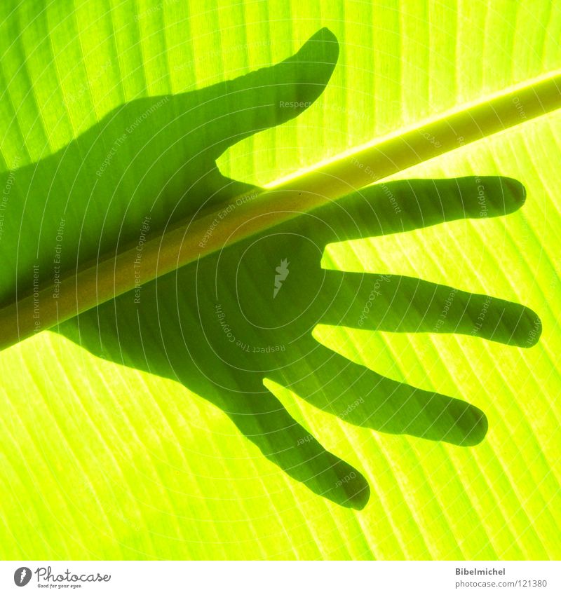 Touch it! Hand Finger Daumen Licht Blatt Gefäße grün gelb schwarz Stil schön Baum Ringfinger Mittelfinger Zeigefinger Handballen Faser berühren Handfläche Palme