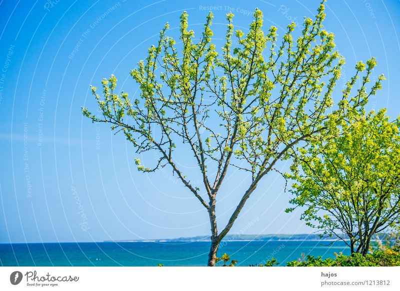 Baum an der Ostsee Ferien & Urlaub & Reisen Ferne Sommer Sommerurlaub Strand Meer Umwelt Natur Landschaft Wetter Küste See blau grün Idylle Umweltschutz