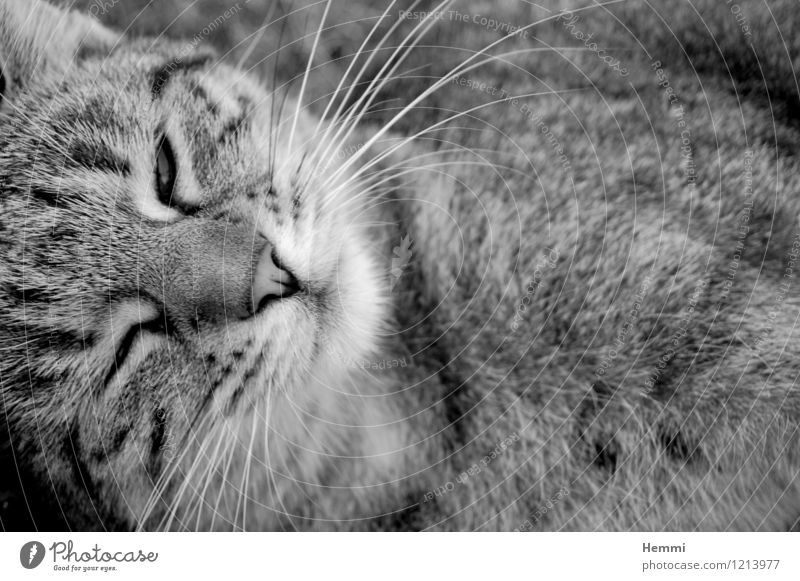Schmusetiger I Tier Haustier Katze Fell 1 beobachten Erholung genießen schlafen Hauskatze Katzenkopf Schwarzweißfoto Außenaufnahme Nahaufnahme Detailaufnahme