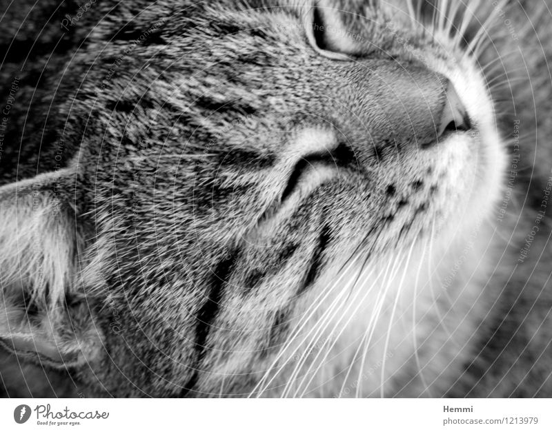 Schmusetiger II Tier Haustier Katze Tiergesicht Fell 1 Erholung schlafen Hauskatze Katzenkopf Katzenfreund Schwarzweißfoto Außenaufnahme Nahaufnahme