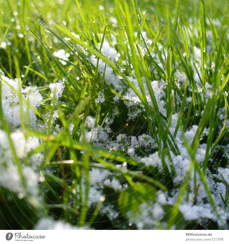 etwas schnee ... Frühling grün Gras Wiese Halm Schneeflocke weiß feucht nass kalt Winter Freundlichkeit Rasen hell Übergang