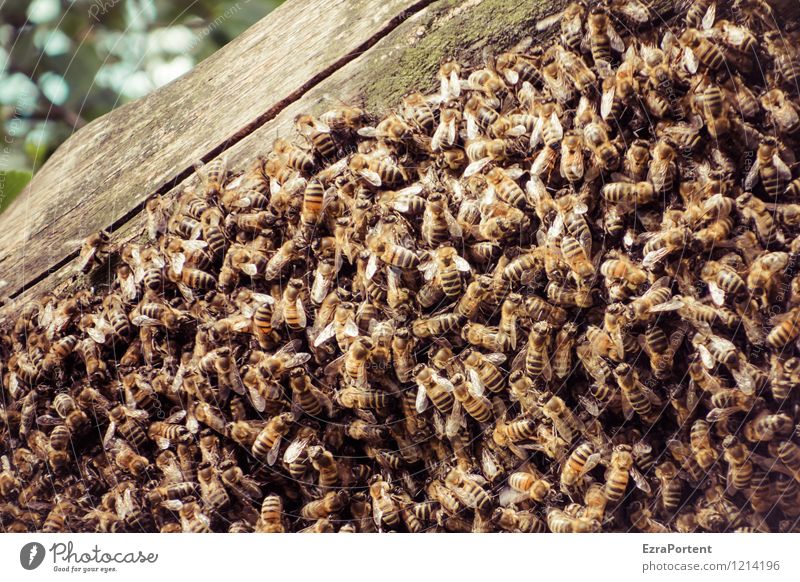 Ackertag|Schwarm Umwelt Natur Pflanze Tier Frühling Sommer Klima Klimawandel Wildtier Biene Tiergruppe Tierfamilie Holz natürlich braun Zusammenhalt Leben