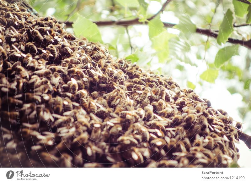 Bodentag| Bienen Umwelt Natur Pflanze Tier Frühling Sommer Klima Klimawandel Baum Blatt Wildtier Tiergruppe Schwarm Tierfamilie braun grün Zusammenhalt Völker