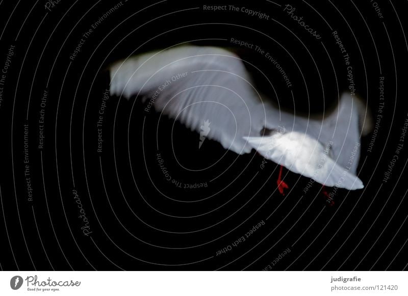 Flug Möwe Lachmöwe Vogel dunkel Tier weiß schwarz Farbe fliegen Flügel Luftverkehr Bewegung Dynamik Feder Natur seevogel elegant