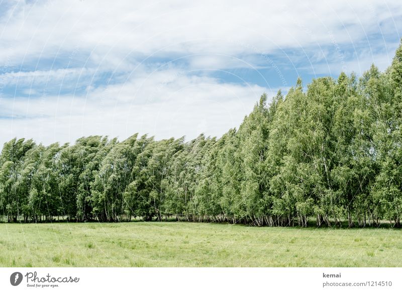 Spreedorado | Birkenhain Freiheit Umwelt Natur Landschaft Himmel Wolken Sonnenlicht Sommer Schönes Wetter Wind Baum Birkenwald Wiese Wald blau grün Kraft