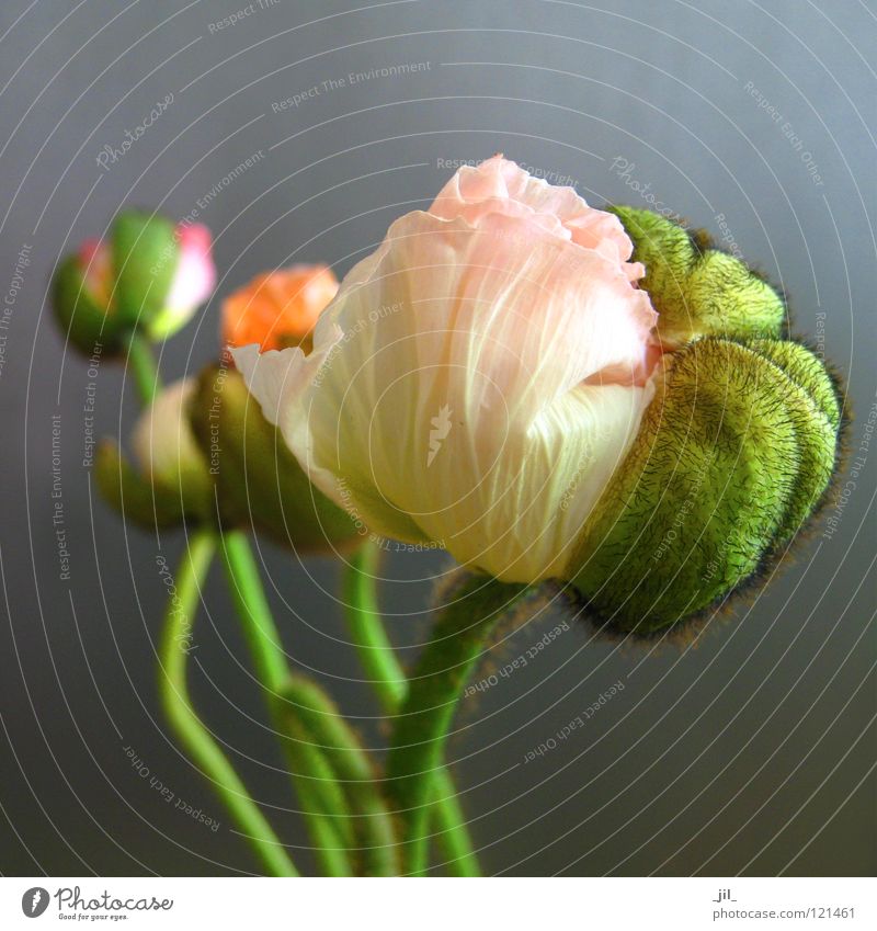 fünf mohnblumen Mohn Mohnblüte rund rosa hellgelb grün grau schön Strukturen & Formen volumen orange _jil_
