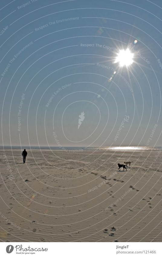 scheinriese Strand Küste Meer See Gewässer Gezeiten Wellen Fußspur Spielen Wolken Hund schwarz gelb Suche Fressen Labrador Einsamkeit ruhig Gedanke Erneuerung