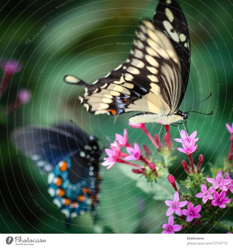 Riesenschwalbenschwanz Papilio Cresphontes schön ruhig Sommer Umwelt Natur Pflanze Tier Blume Schmetterling füttern natürlich blau gelb grün rot schwarz weiß