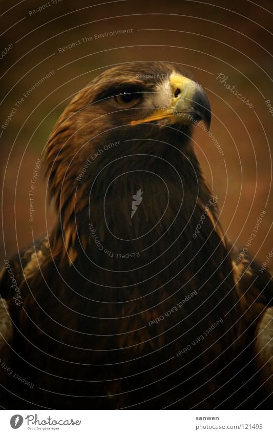 eagle Vogel Adler Greifvogel beeindruckend groß Anmut Wappentier Schnabel braun schön edel große flügelspannweite habichtartig vogel von zeus